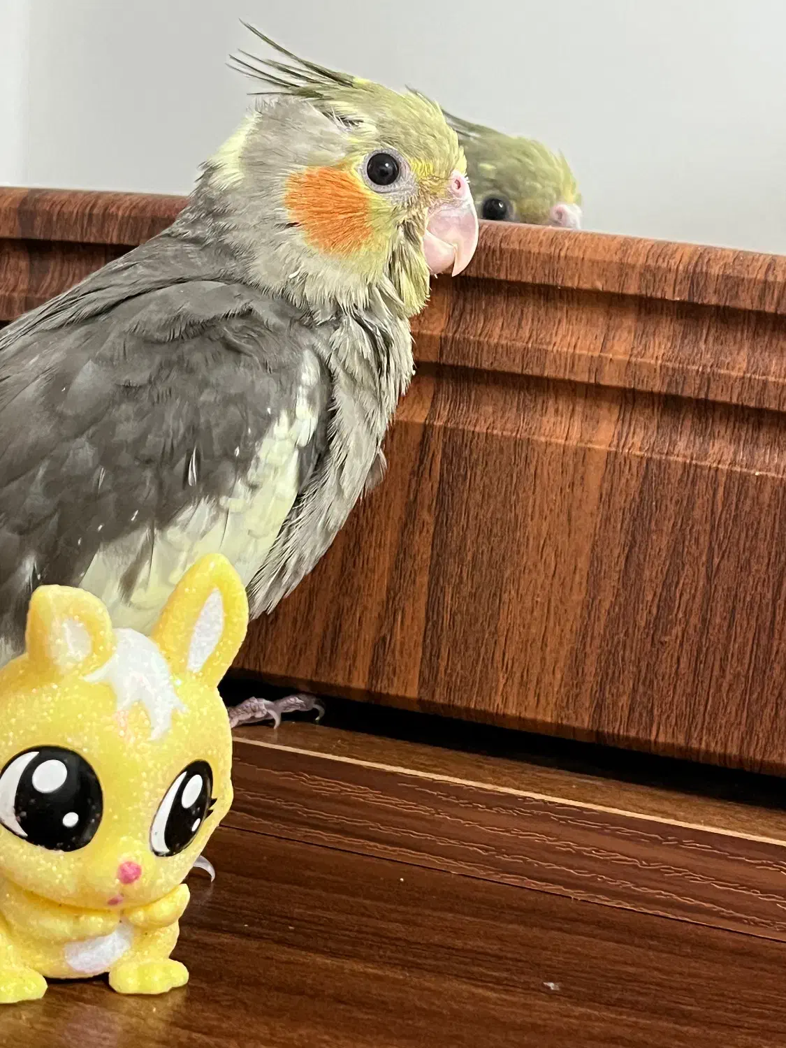 گم شده|حیوانات|بهبهان, |دیوار