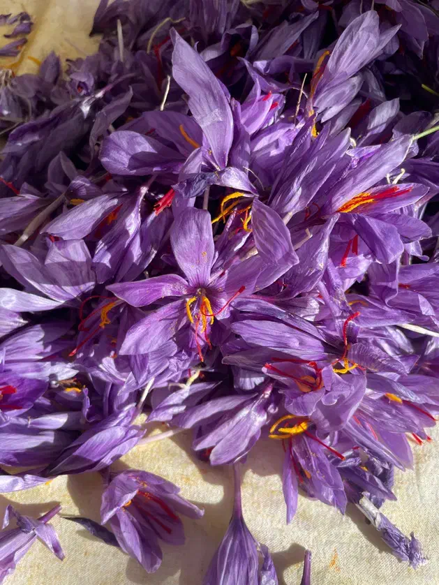 گل زعفران|خوردنی و آشامیدنی|سرایان, |دیوار