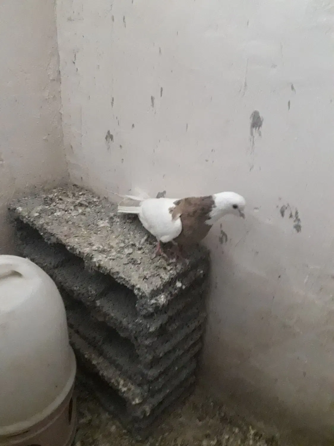 طوقی نر|پرنده|کبودرآهنگ, |دیوار