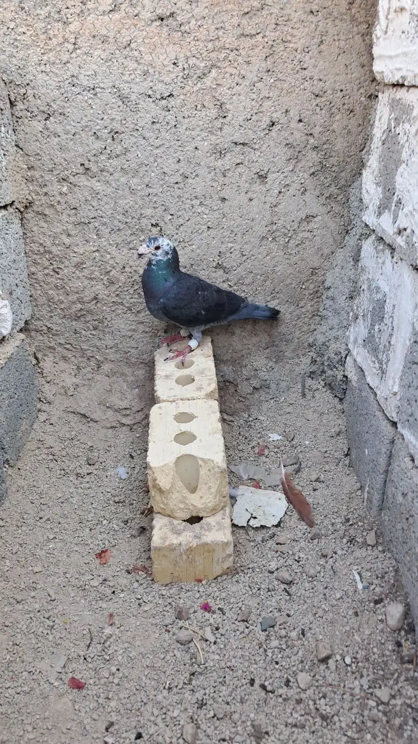 کبوتر|پرنده|بوشکان, |دیوار