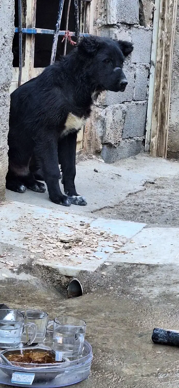 میش بره بز سگ|سگ|مبارکه, |دیوار