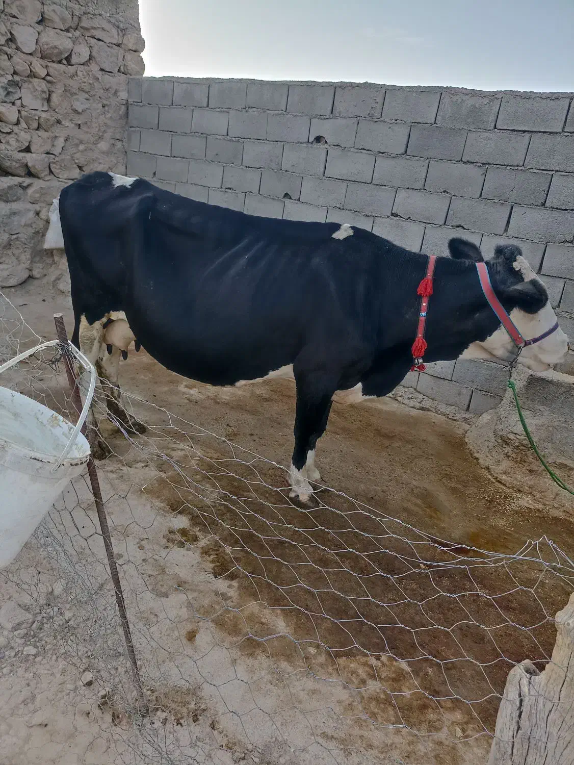 گاو سمینتال درجه یک گوشتی و شیری|حیوانات مزرعه|لردگان, |دیوار