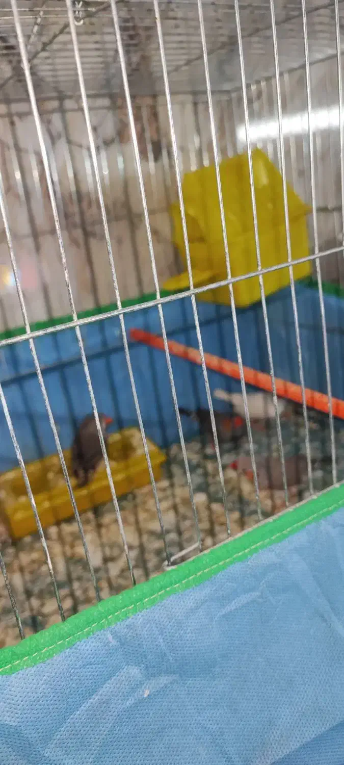 فروشی دو جفت - جفتی 250|پرنده|اردکان, |دیوار