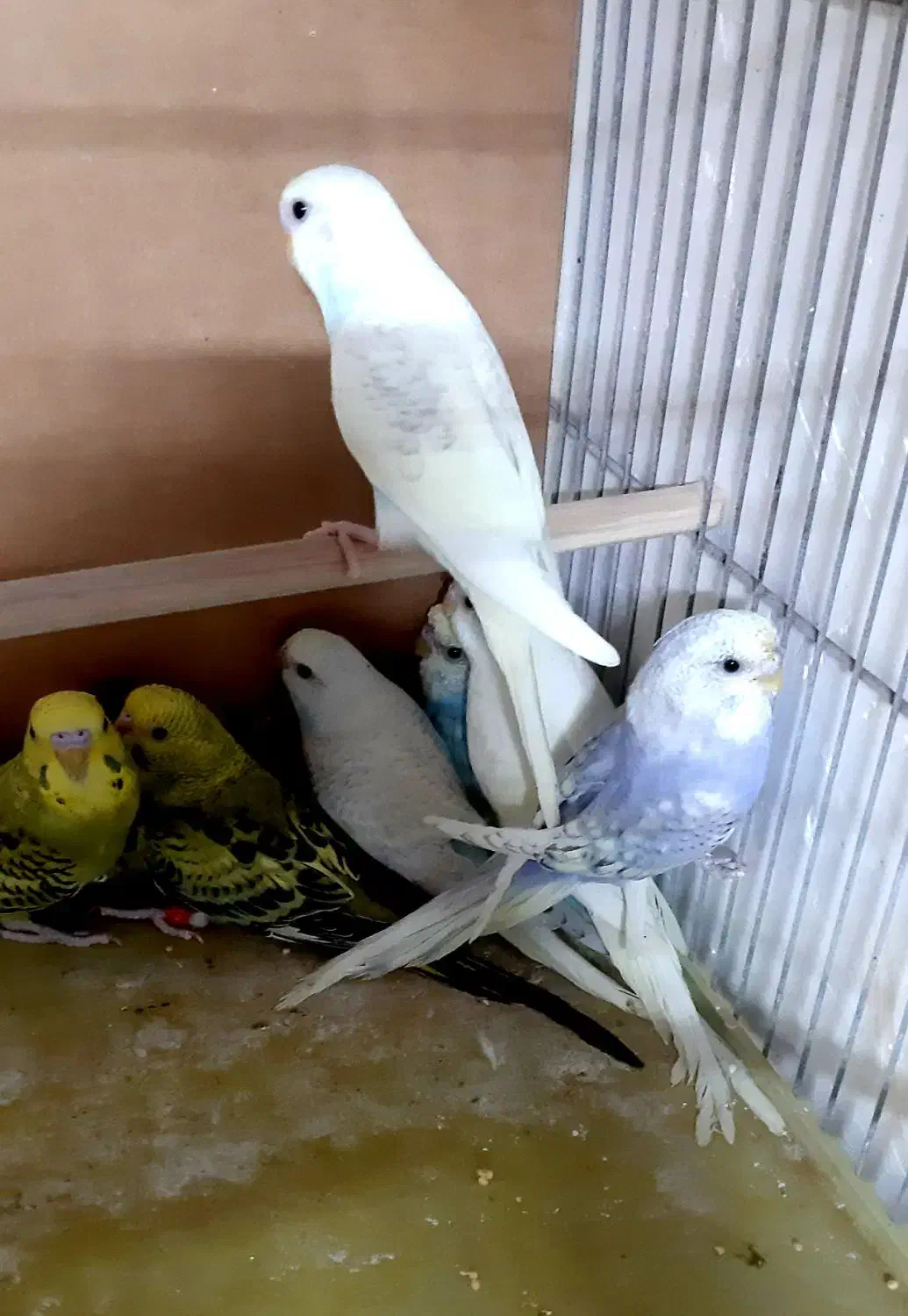 مرغ عشق کوتوله فنچ عروس نرگسی|پرنده|قم, نخودی|دیوار