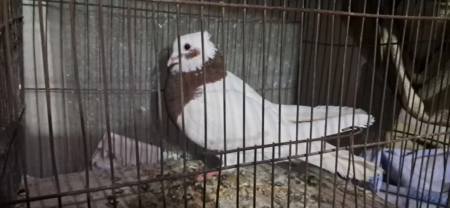 طوقی نر|پرنده|نیشابور, مازول|دیوار