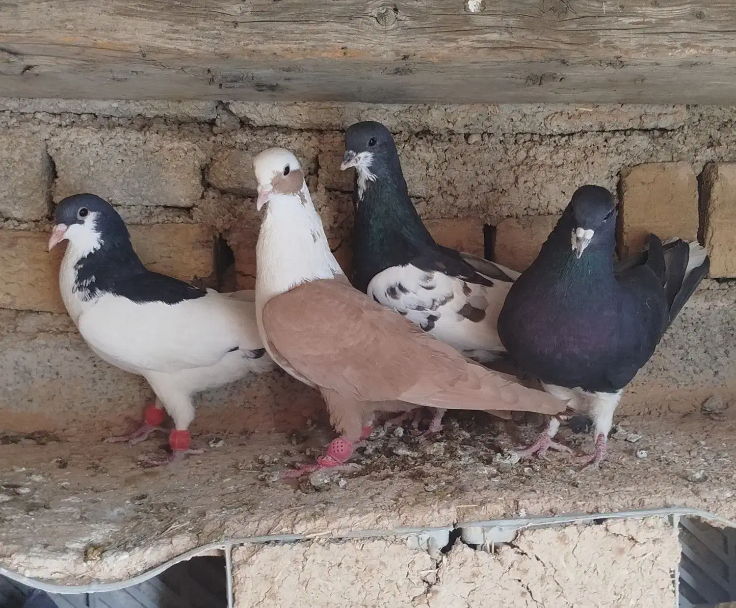 شهری بهبهانی|پرنده|برازجان, |دیوار