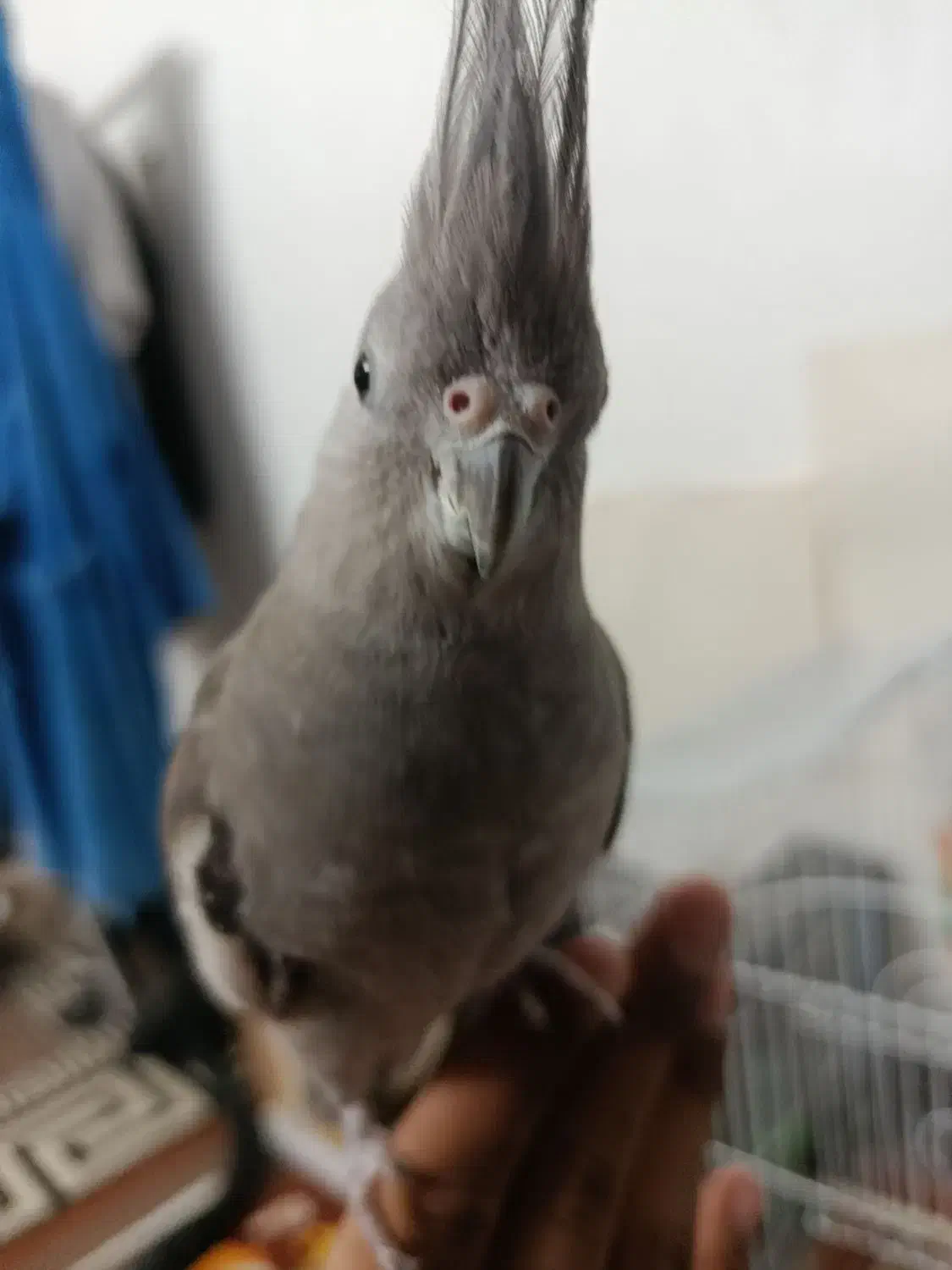 عروس هلندی بالغ|پرنده|گنبد کاووس, |دیوار