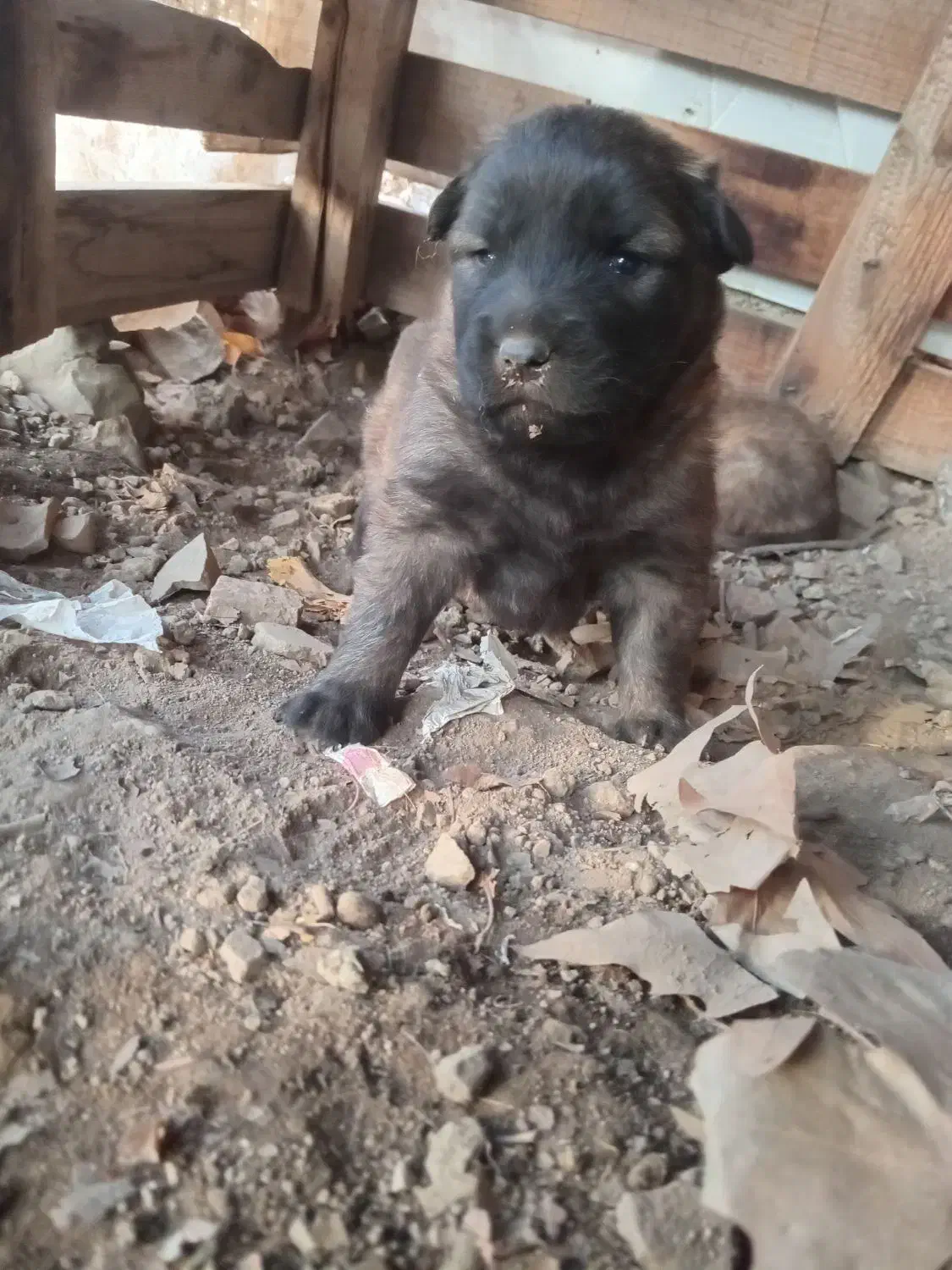 واگذری دوعدد توله مالنیوز نر با مادرشون|سگ|کوهسار (البرز), |دیوار