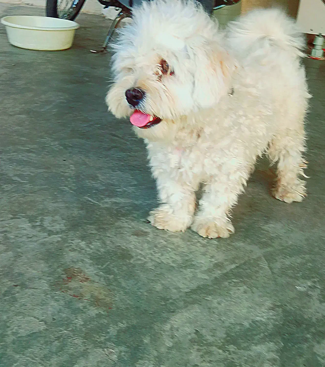 شیتزو مالتیز|سگ|مسجد سلیمان, |دیوار