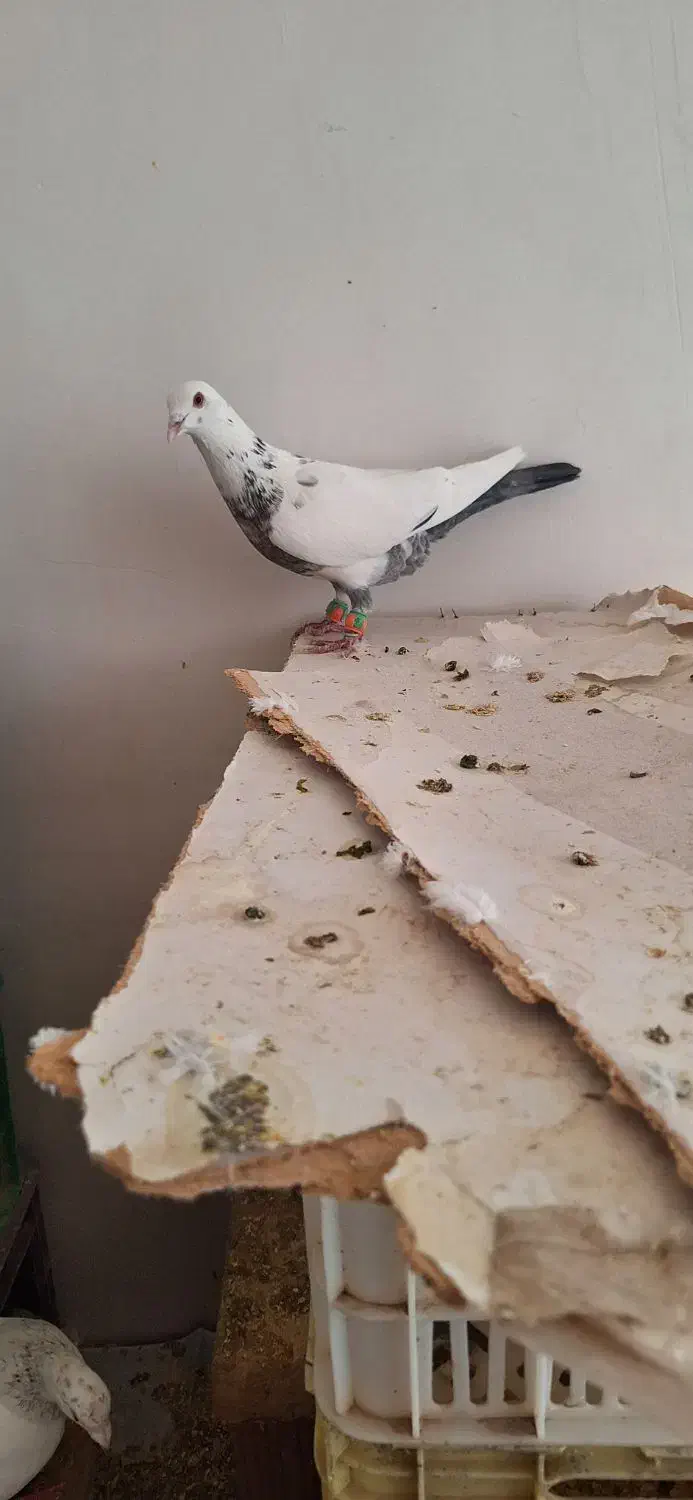 کبوتر دم|پرنده|فاروج, |دیوار