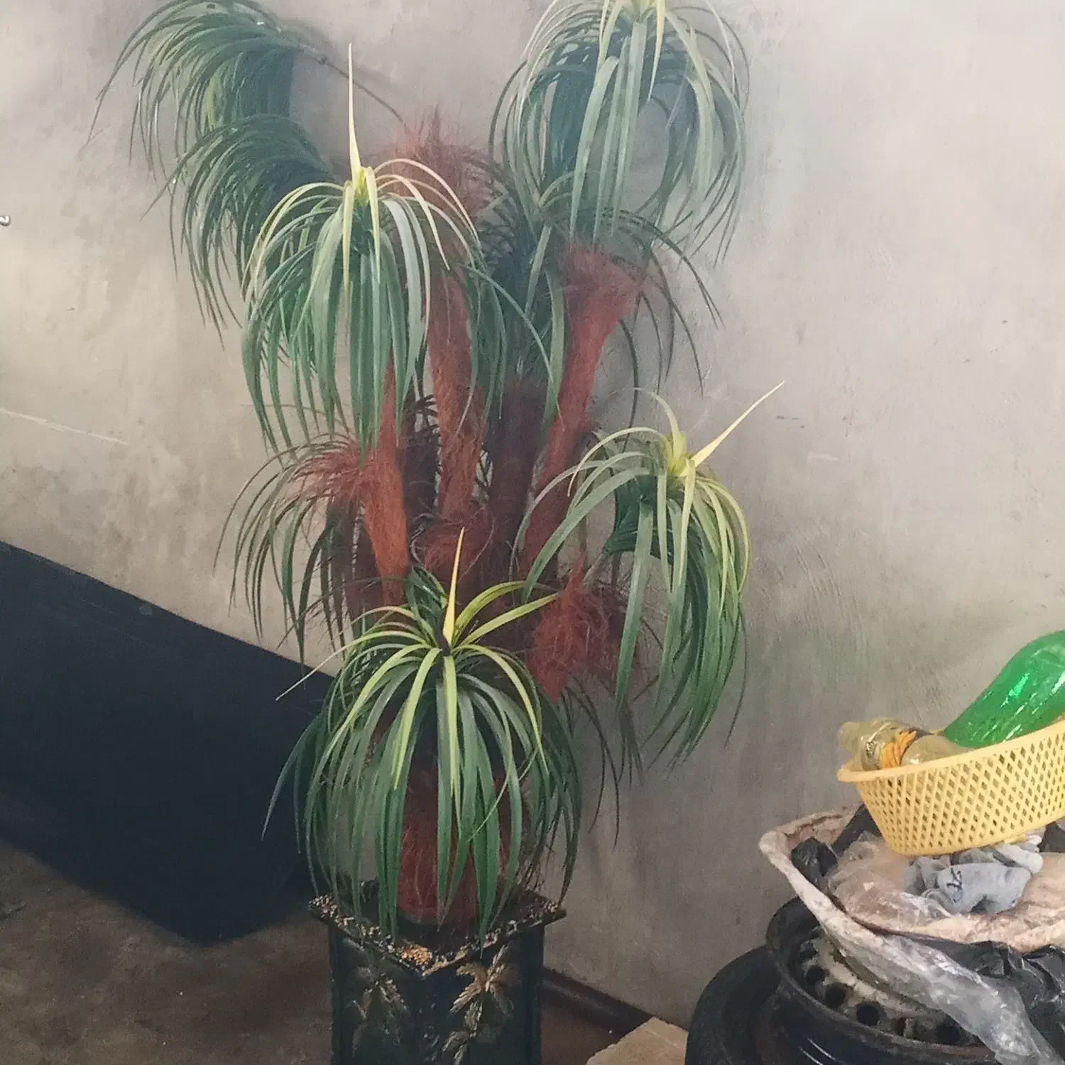 درختچه مصنوعی|گل مصنوعی|امیدیه, |دیوار