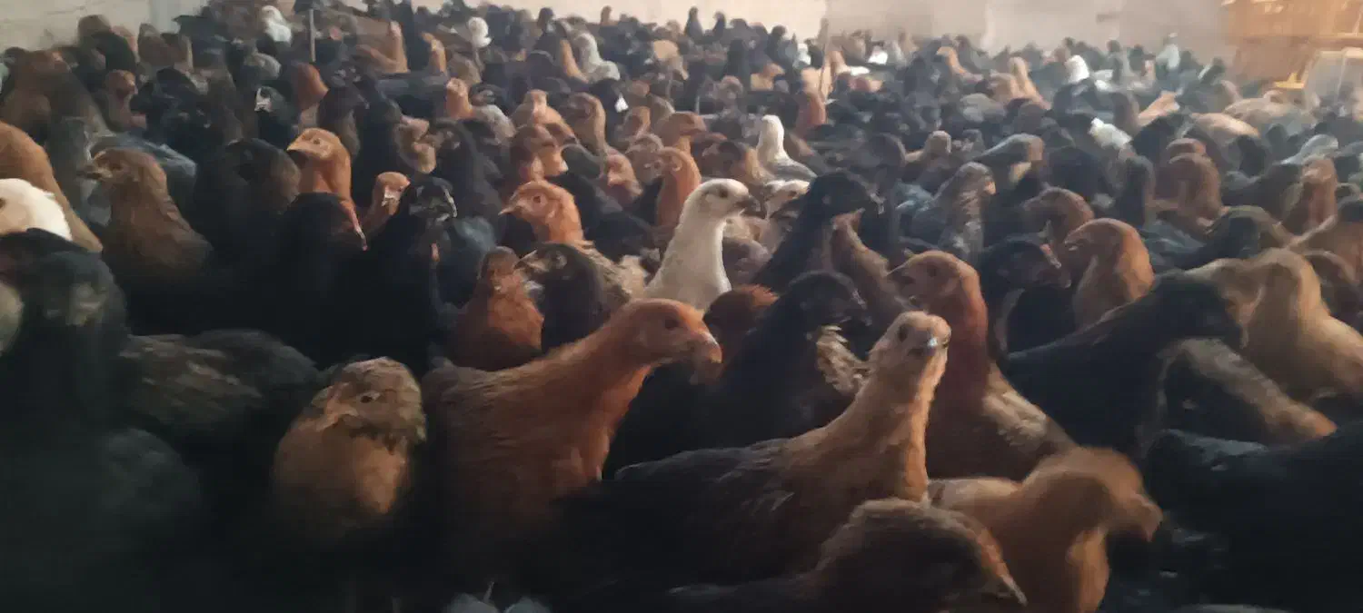 فروش جوجه جهادی مشکی|حیوانات مزرعه|نجف‌آباد, ویلاشهر|دیوار