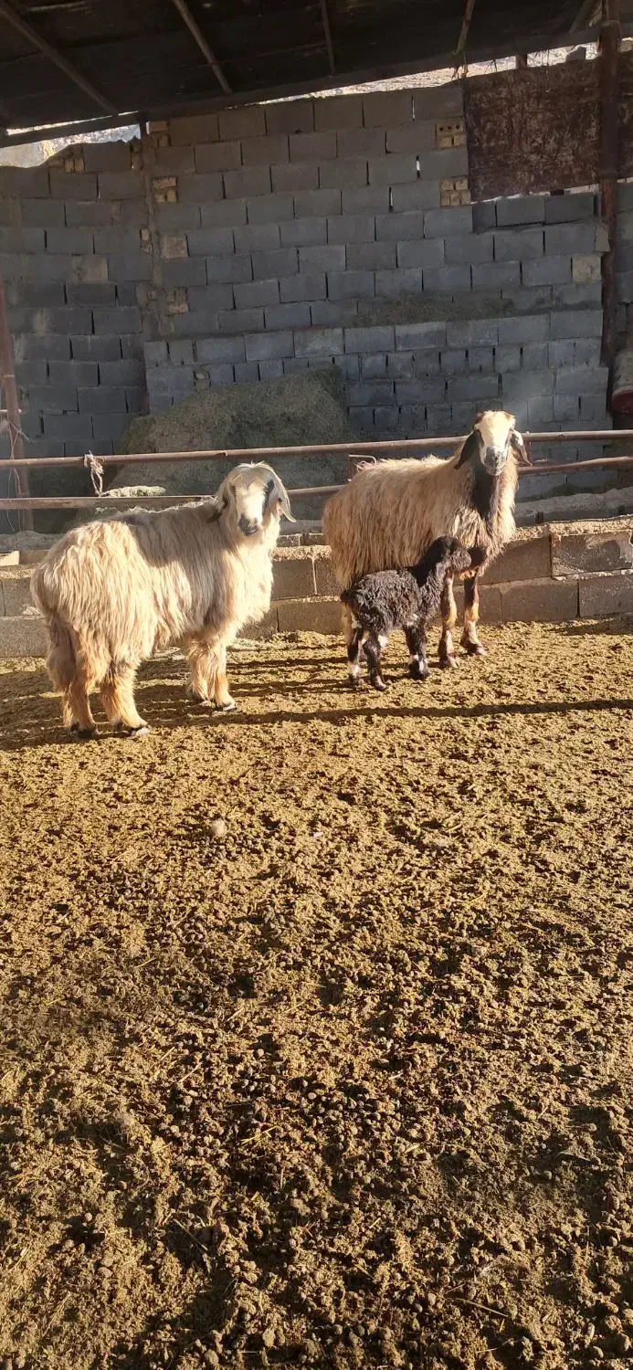 میش بره دار|حیوانات مزرعه|مرودشت, نقش رستم|دیوار