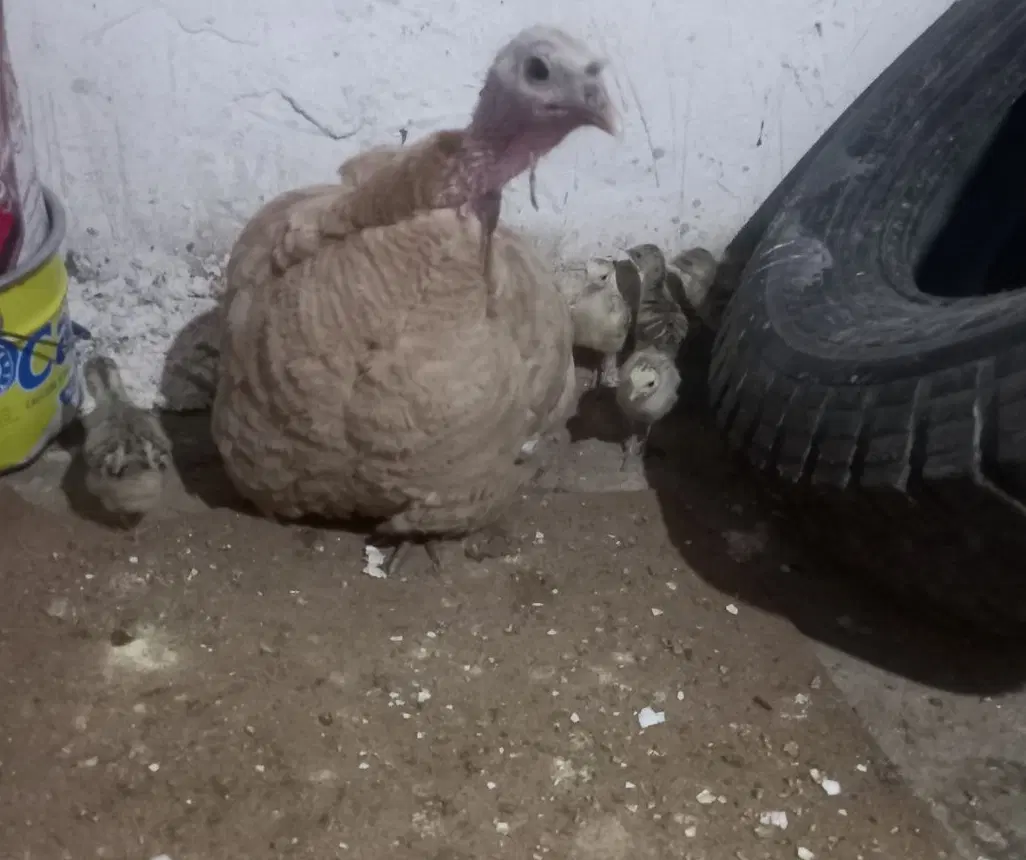 بقلمون|حیوانات مزرعه|چگنی, |دیوار