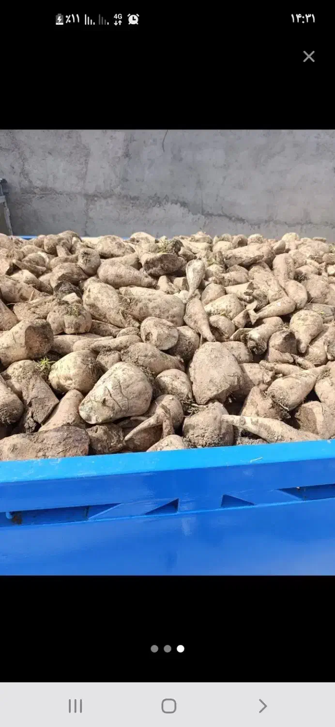 چغندر دامی|لوازم جانبی حیوانات|مهاجران, |دیوار