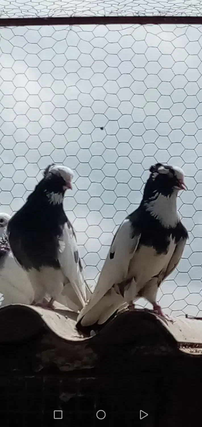 کبوتر پرشی|پرنده|آمل, |دیوار