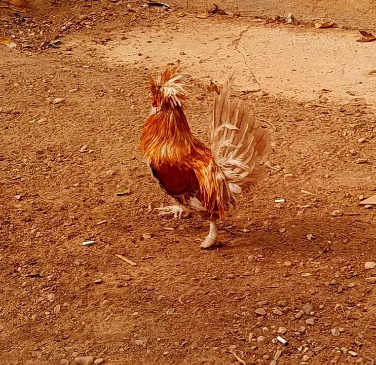 فروش خروس و مرغ های گلین|حیوانات مزرعه|لاران, |دیوار