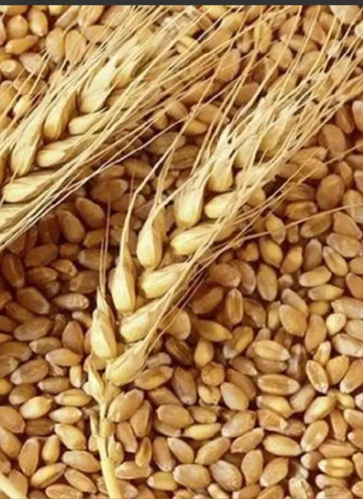 گندوم تخمی برای کاشت عالی|عمده‌فروشی|شاهین دژ, |دیوار