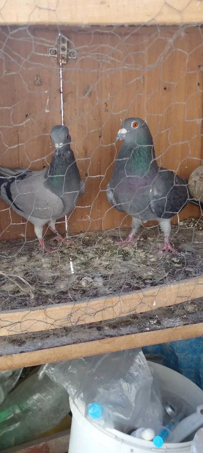 دوتا کفتر خوب پلاکی فروشی|پرنده|نهاوند, |دیوار