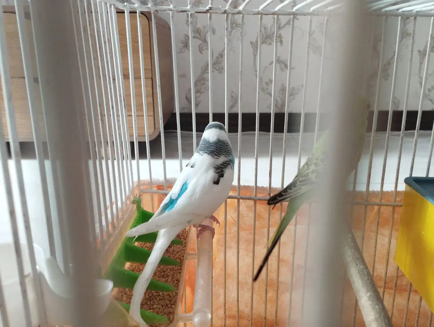 یک جفت مرغ عشق نر و ماده|پرنده|شاهین‌شهر, عطار|دیوار