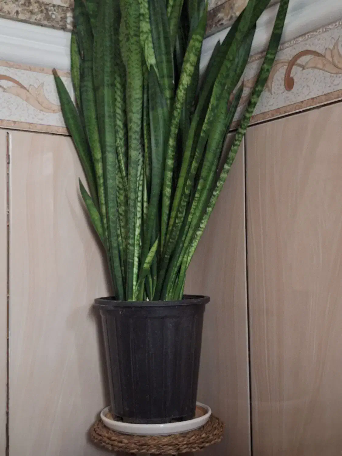 گل سانسوریا|گل و گیاه طبیعی|بندر کنگان, |دیوار