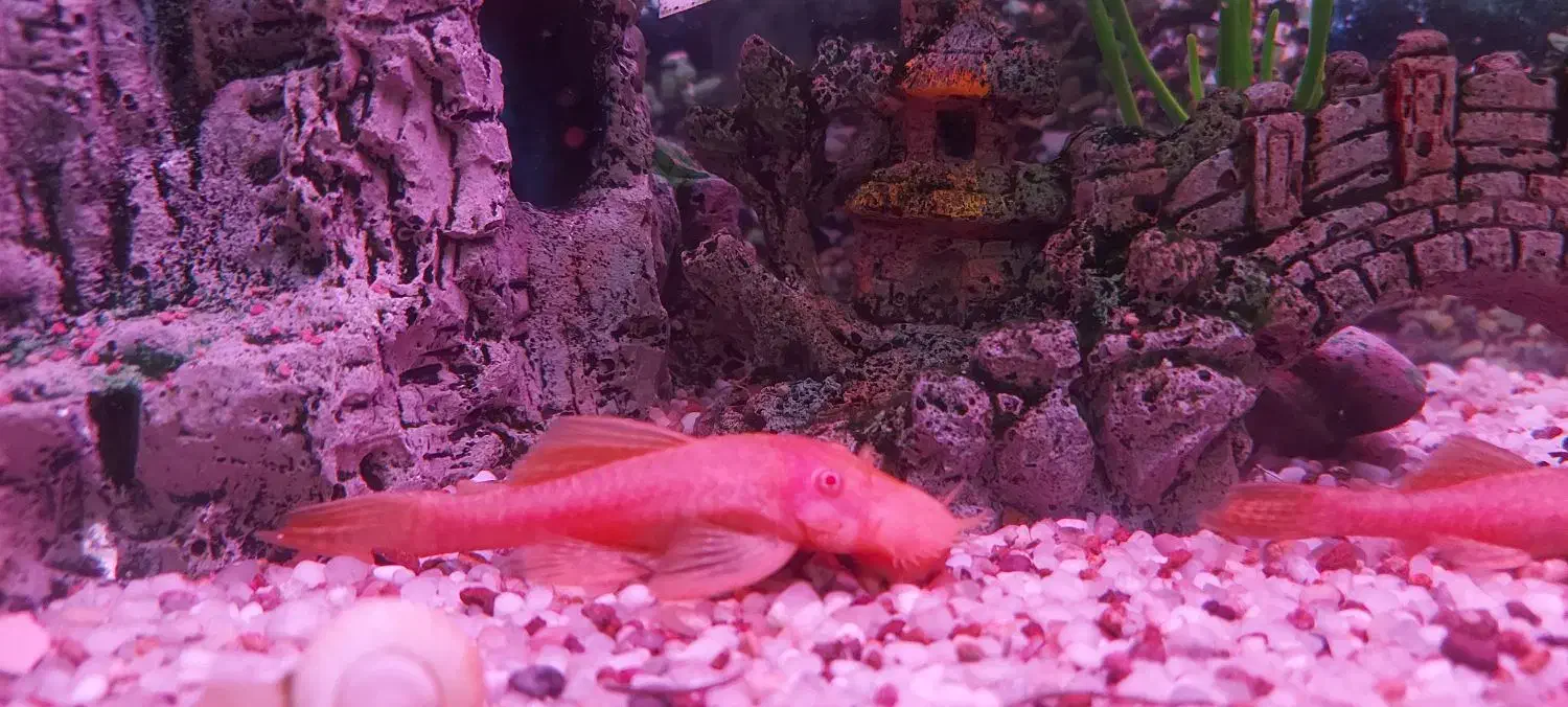 پوزه بوته ای آلبینو بالغ با بهترین تغذیه|ماهی|رباط‌کریم, رباط‌کریم|دیوار