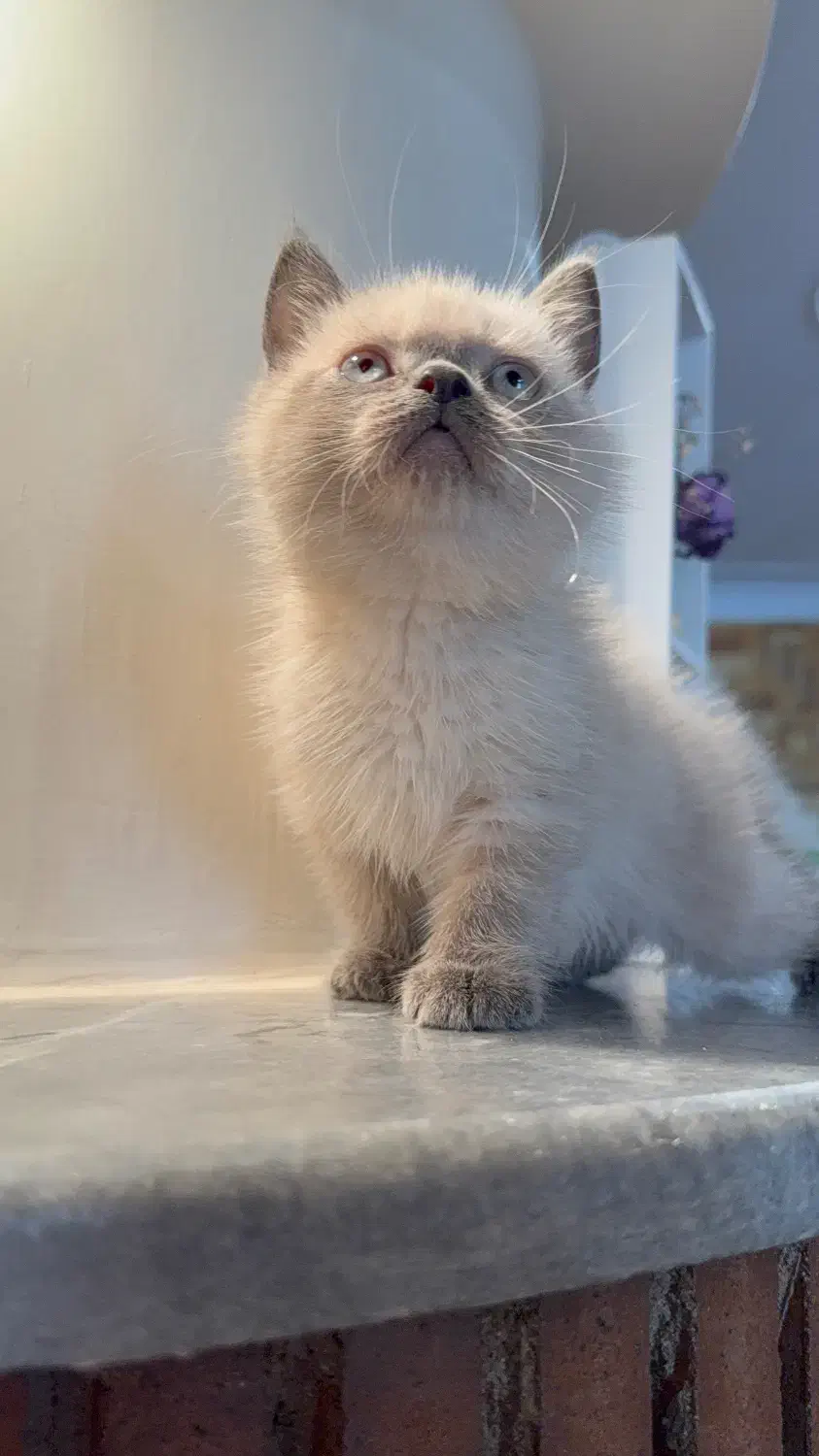 گربه بریتیش بلوپوینت|گربه|تهران, باغ فیض|دیوار