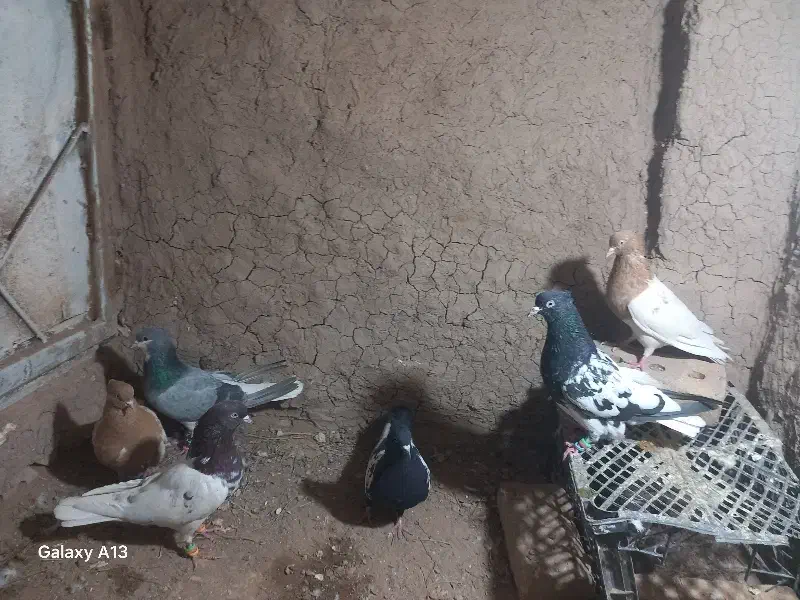 کفتر|پرنده|تربت جام, میان جام|دیوار