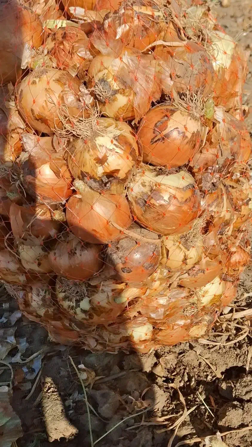 پیاز|خوردنی و آشامیدنی|جوین, |دیوار