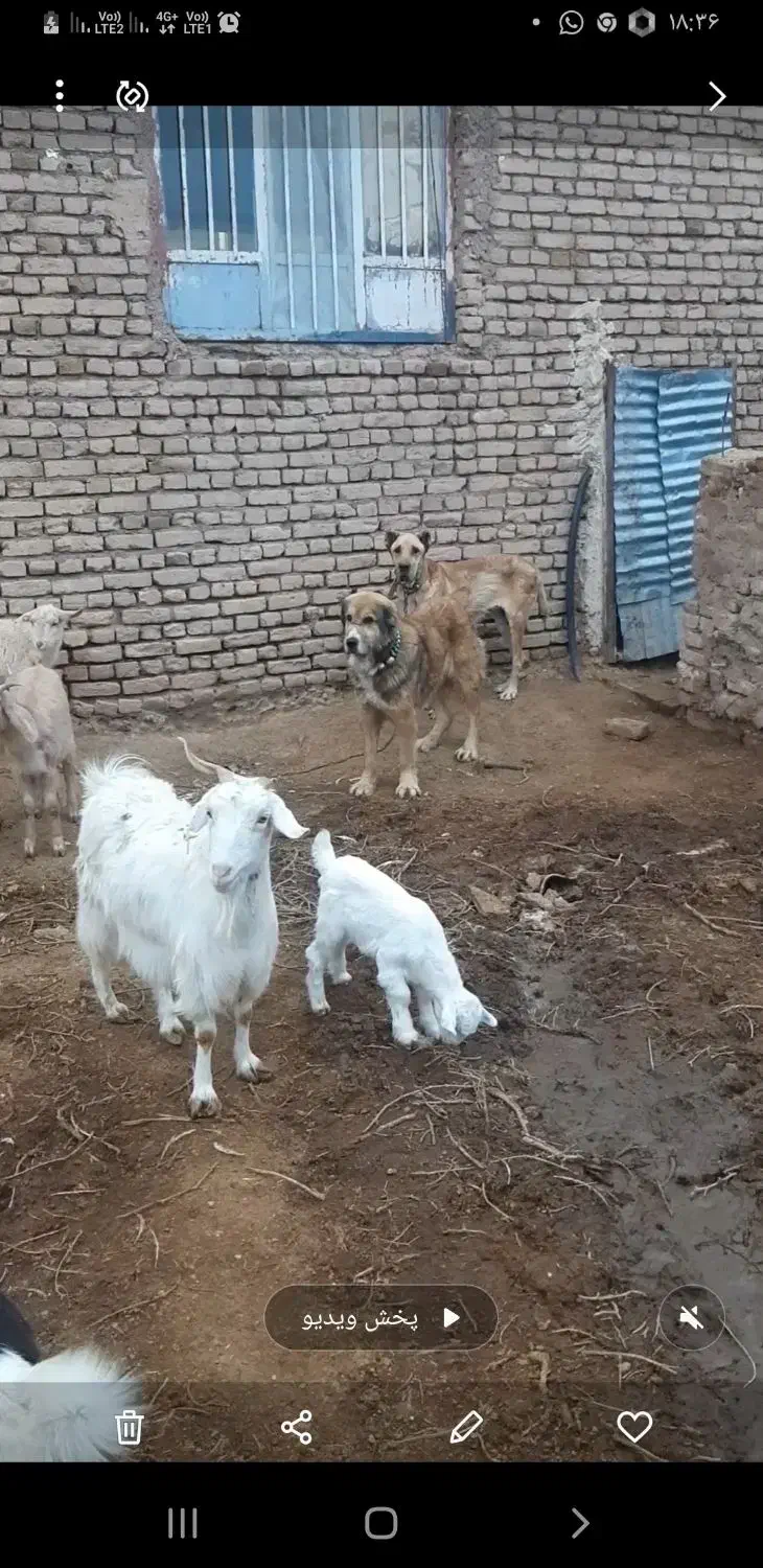 سگ گله|سگ|تربت‌حیدریه, رباط سفلی|دیوار