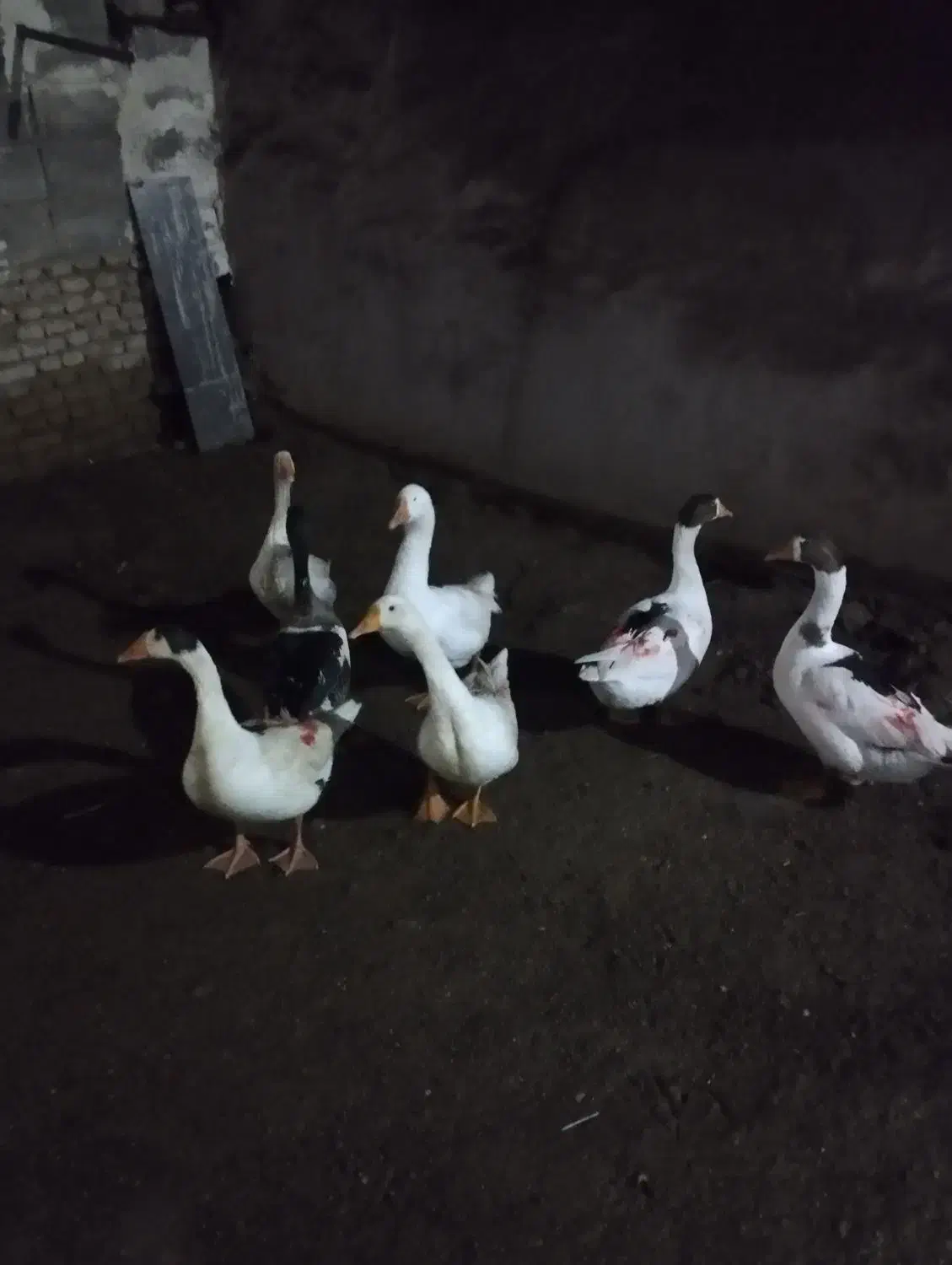 قاز طبیعی مزرعه|حیوانات مزرعه|اردبیل, |دیوار