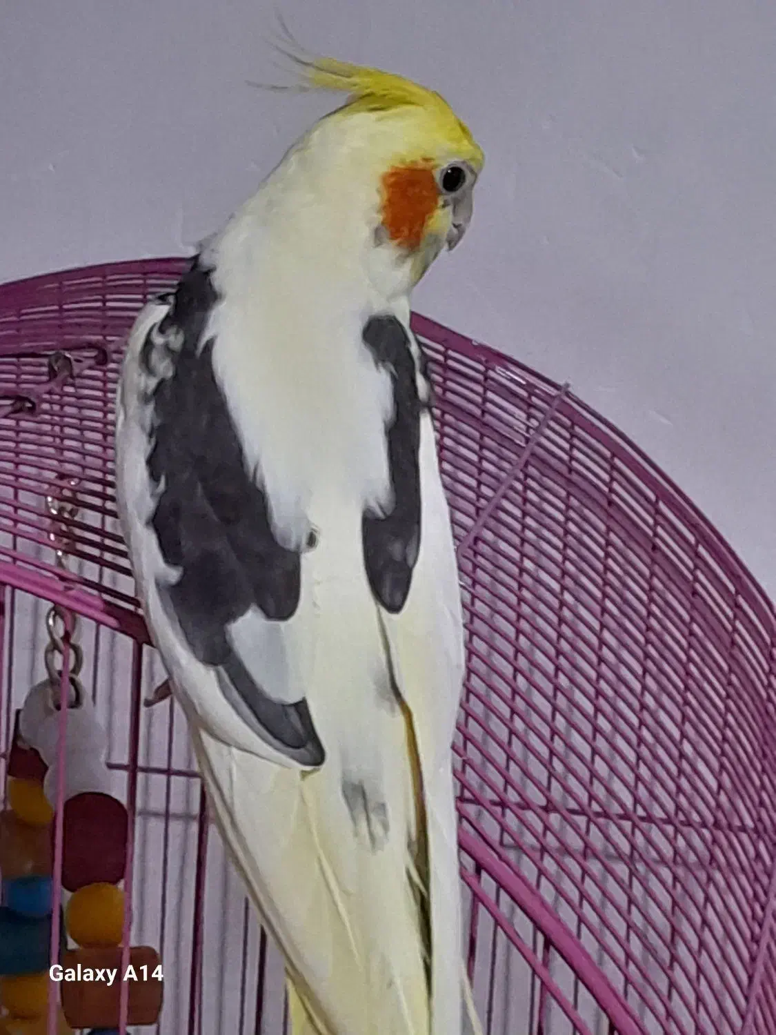 طوطی عروس دوکت|پرنده|رشت, آب آسیاب|دیوار