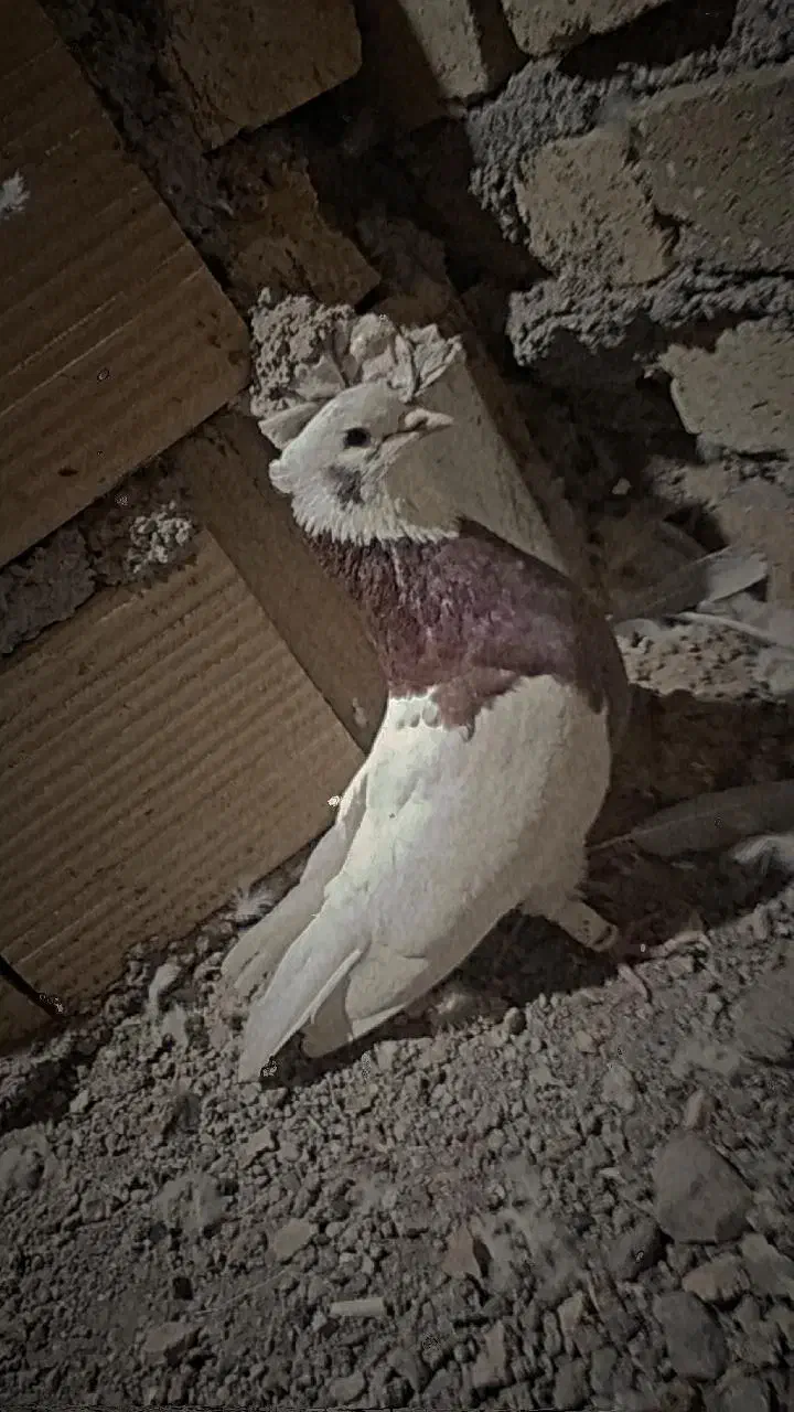 کفتر یا کبوتر طوقی|پرنده|الوند, |دیوار