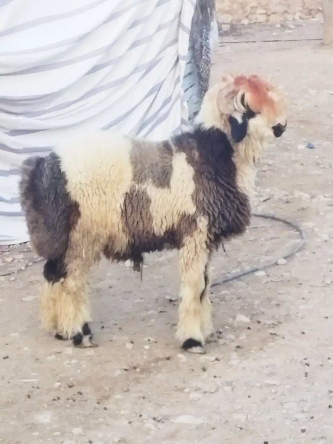 بره قوچ بختیاری|حیوانات مزرعه|کازرون, |دیوار