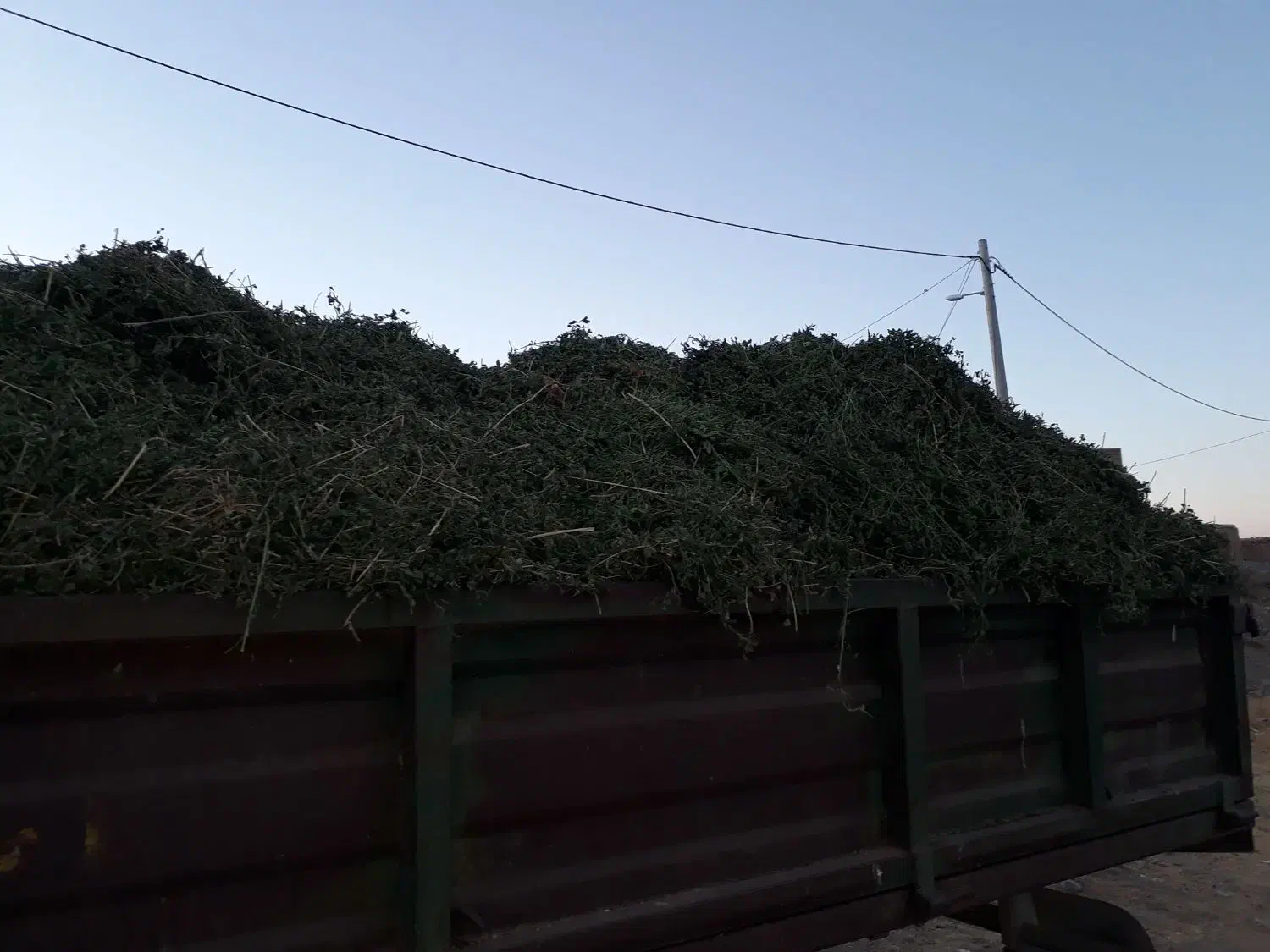 یونجه درجه یک کامل برگ|حیوانات مزرعه|دهگلان, |دیوار