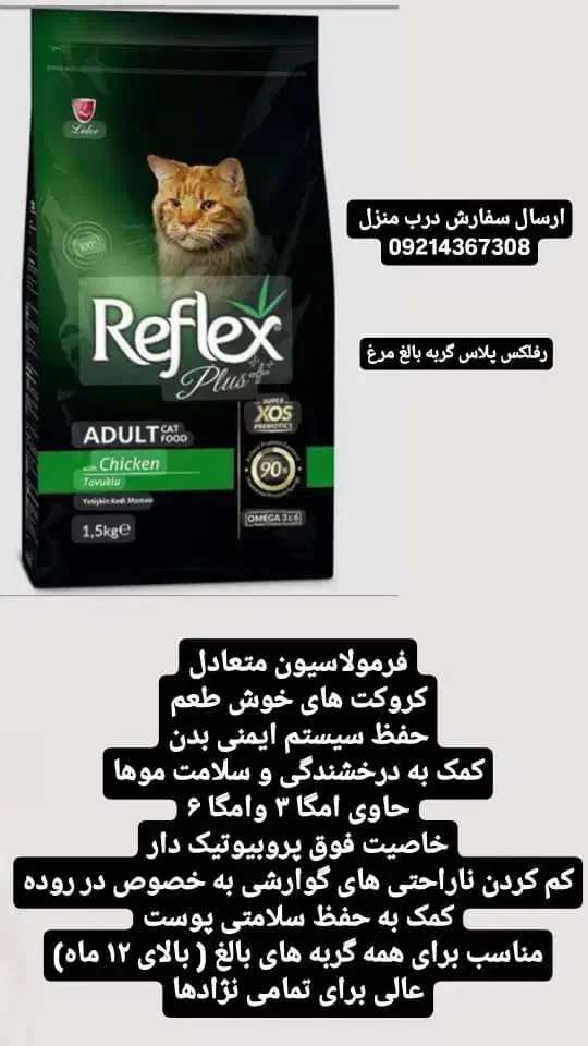 گربه پرشین توی پودل ژرمن|گربه|تبریز, |دیوار