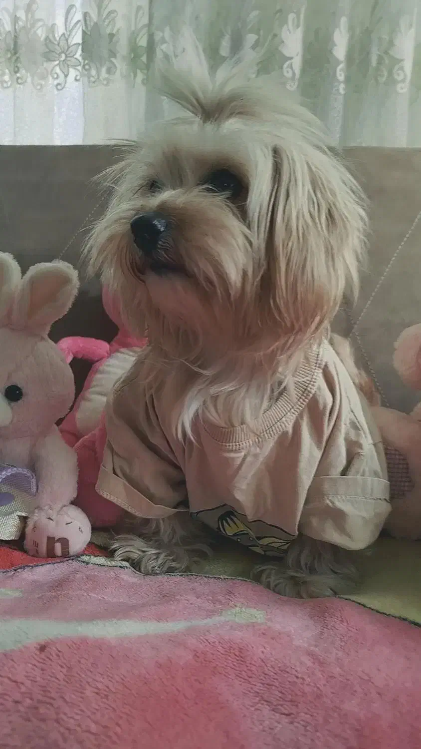 سگ شیتزو|سگ|کرمانشاه, |دیوار