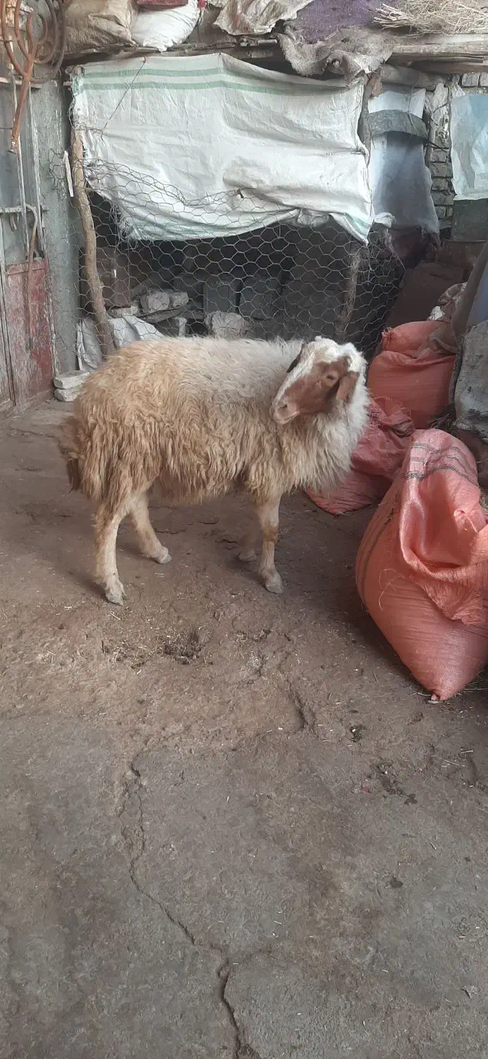 گوسفند|حیوانات مزرعه|کرمانشاه, |دیوار