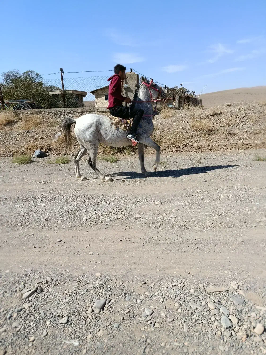 اسب|اسب و تجهیزات اسب‌سواری|شبستر, |دیوار