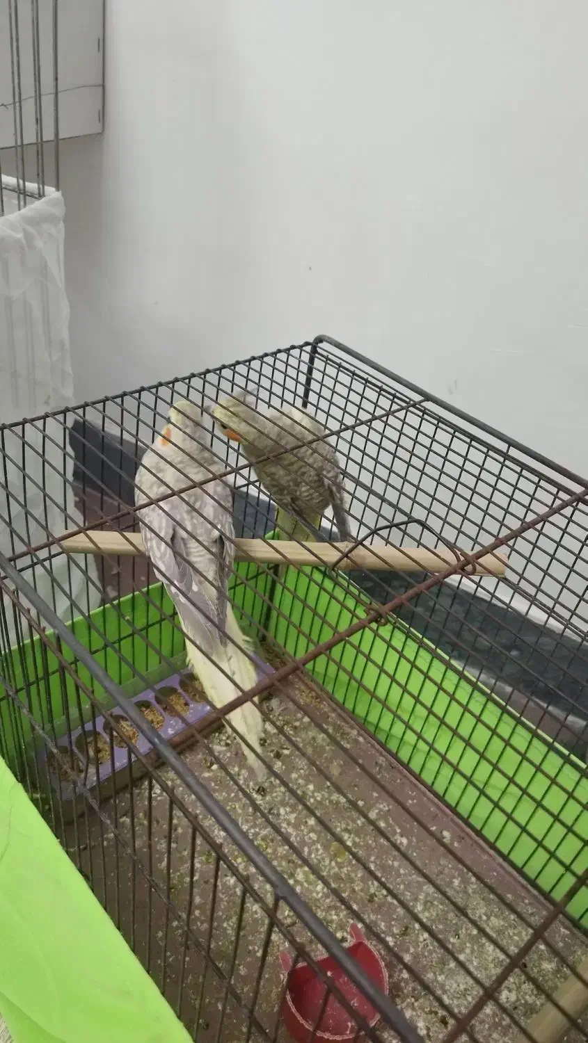 عروس هلندی|پرنده|پارس‌آباد, |دیوار