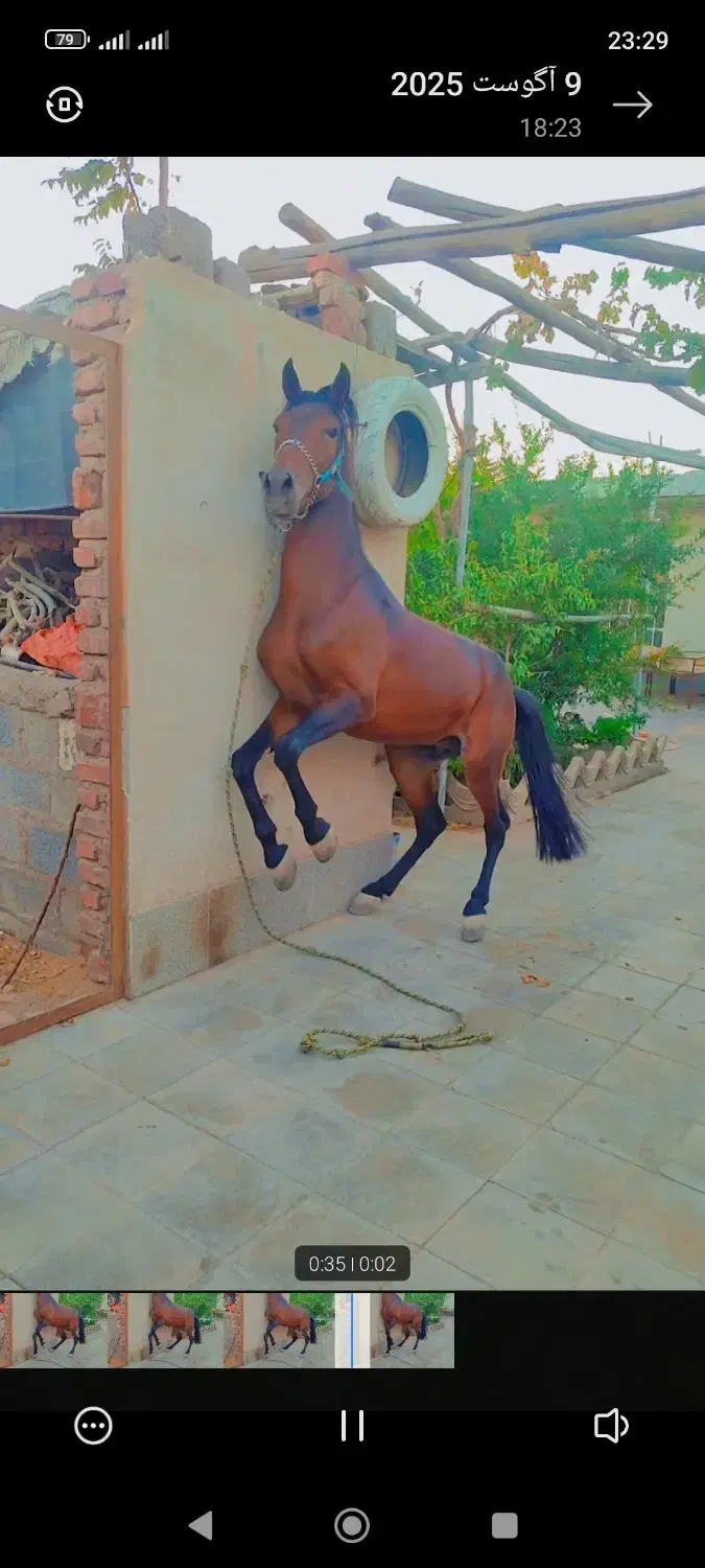 اسب کرد|اسب و تجهیزات اسب‌سواری|چترود, |دیوار