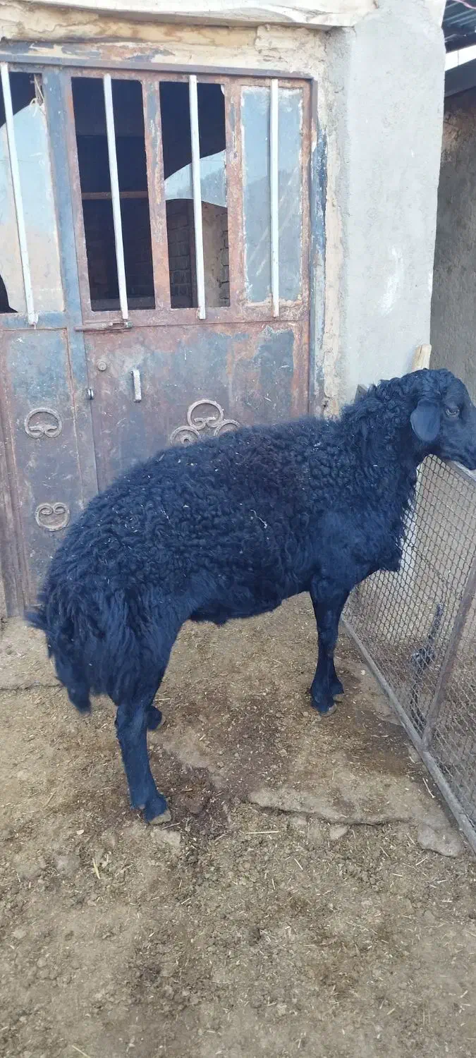 قوچ جوان سیاه قره قزل موفر اصل اصل|حیوانات مزرعه|دهگلان, |دیوار