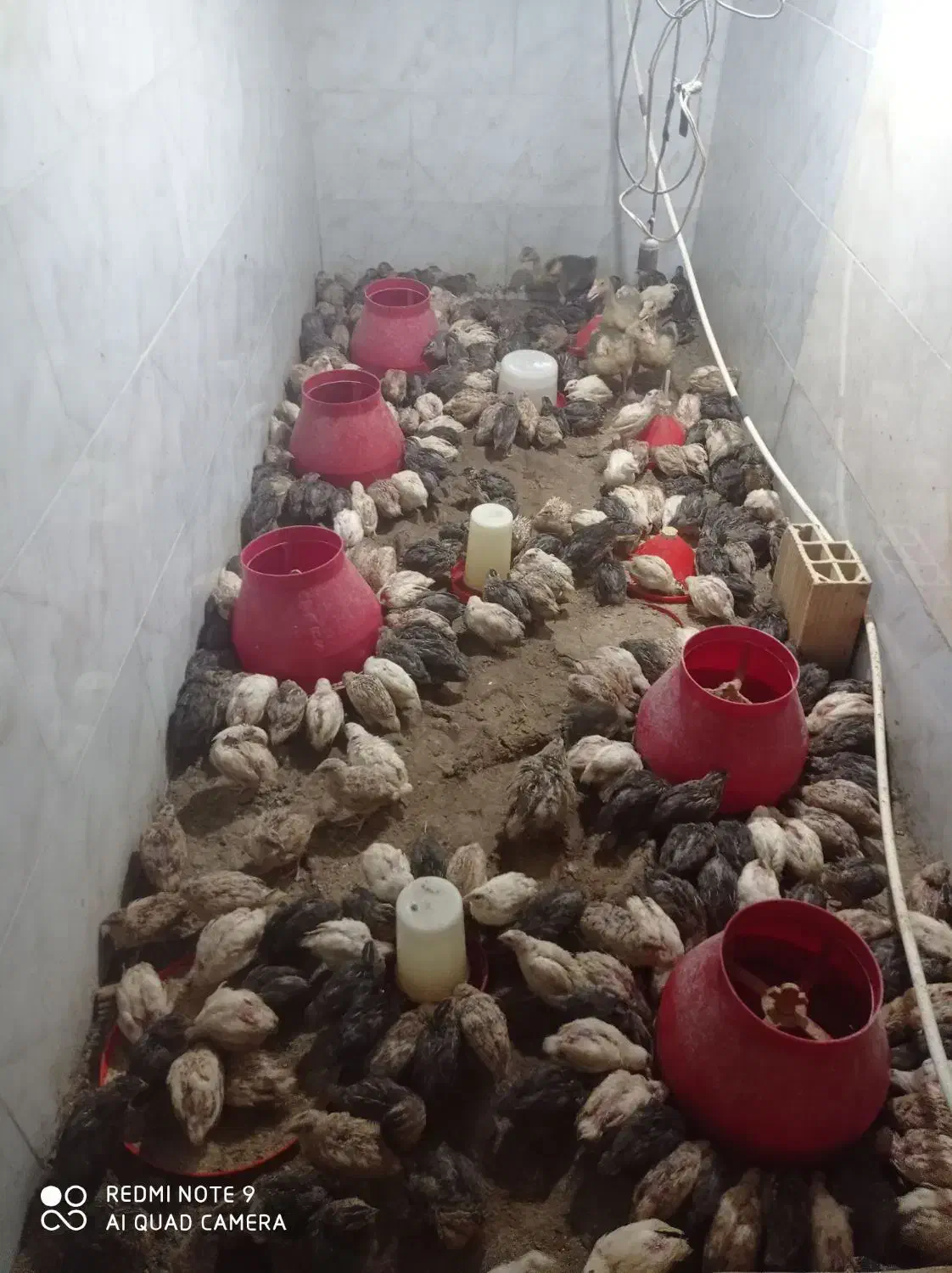 بلدرچین هلندی سفید بلدرچین نر ژاپنی تعداد 200عدد|حیوانات مزرعه|کهریزک, |دیوار