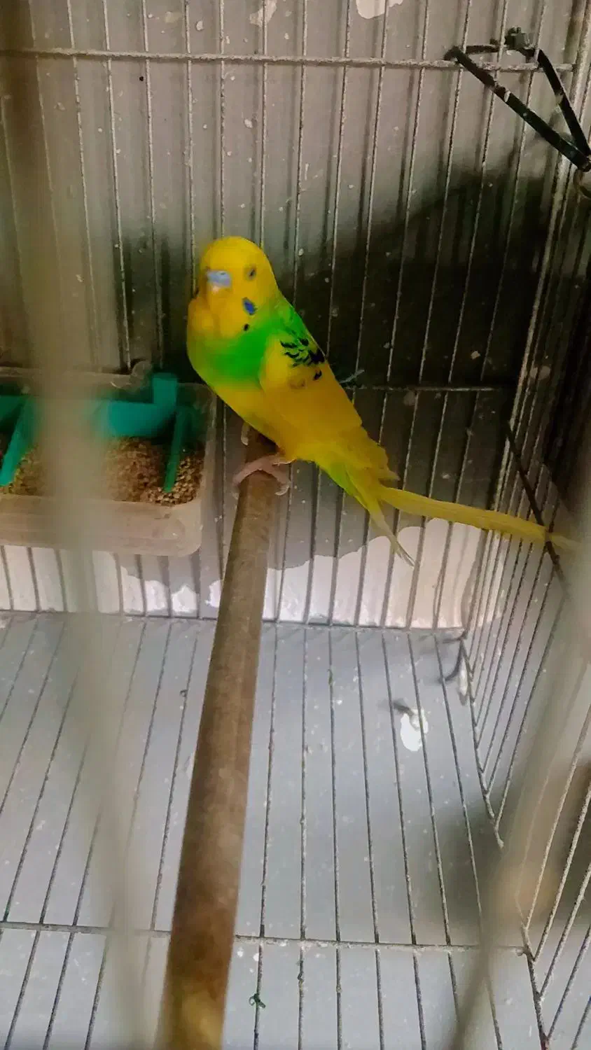 مرغ عشق با جوجه|پرنده|رشت, پستک|دیوار