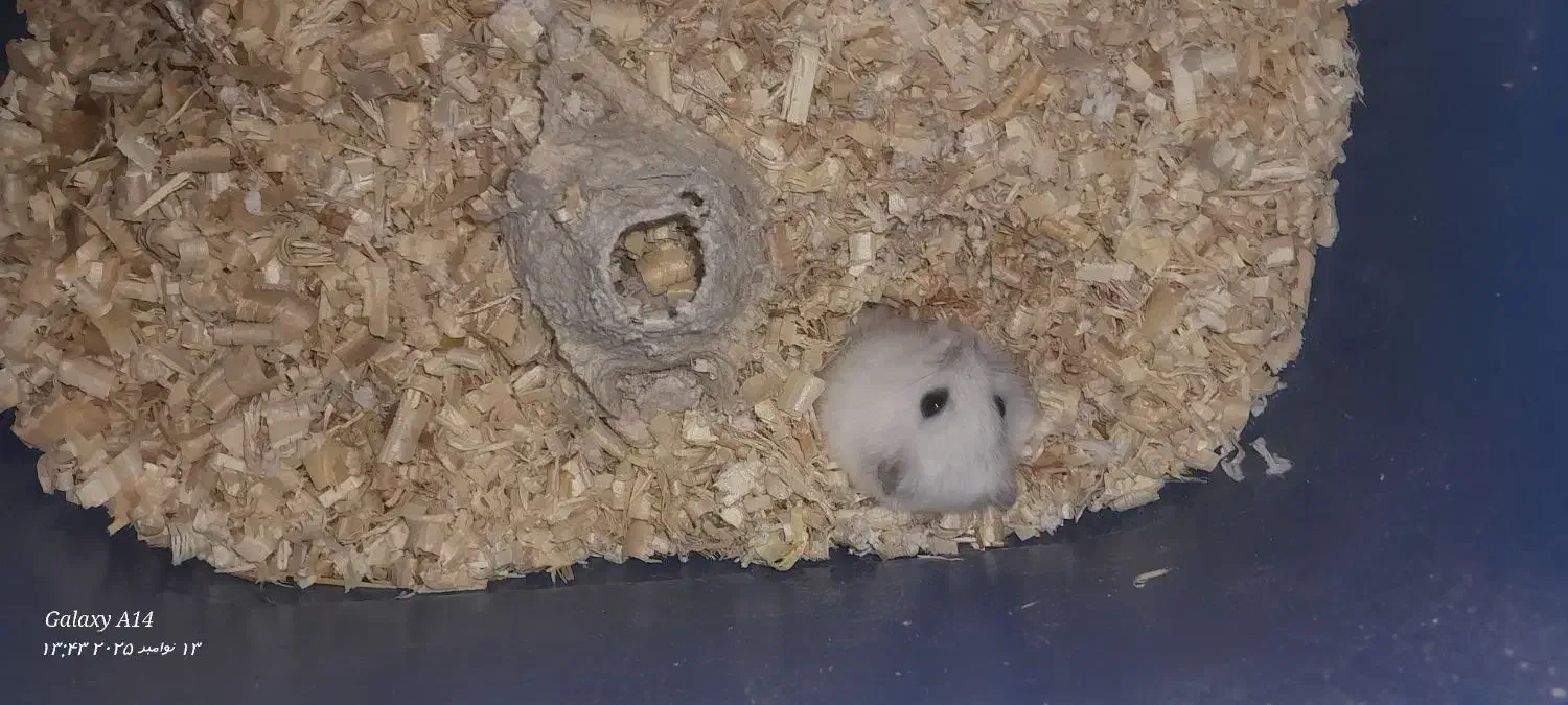 همستر کمپل|موش و خرگوش|تهران, پاسداران|دیوار