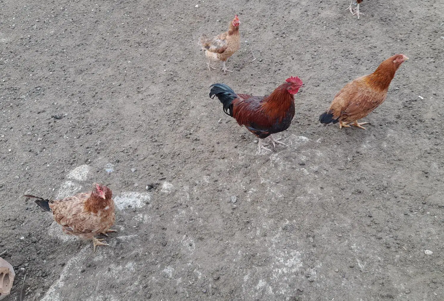 مرغ و خروس محلی|حیوانات مزرعه|مینودشت, |دیوار