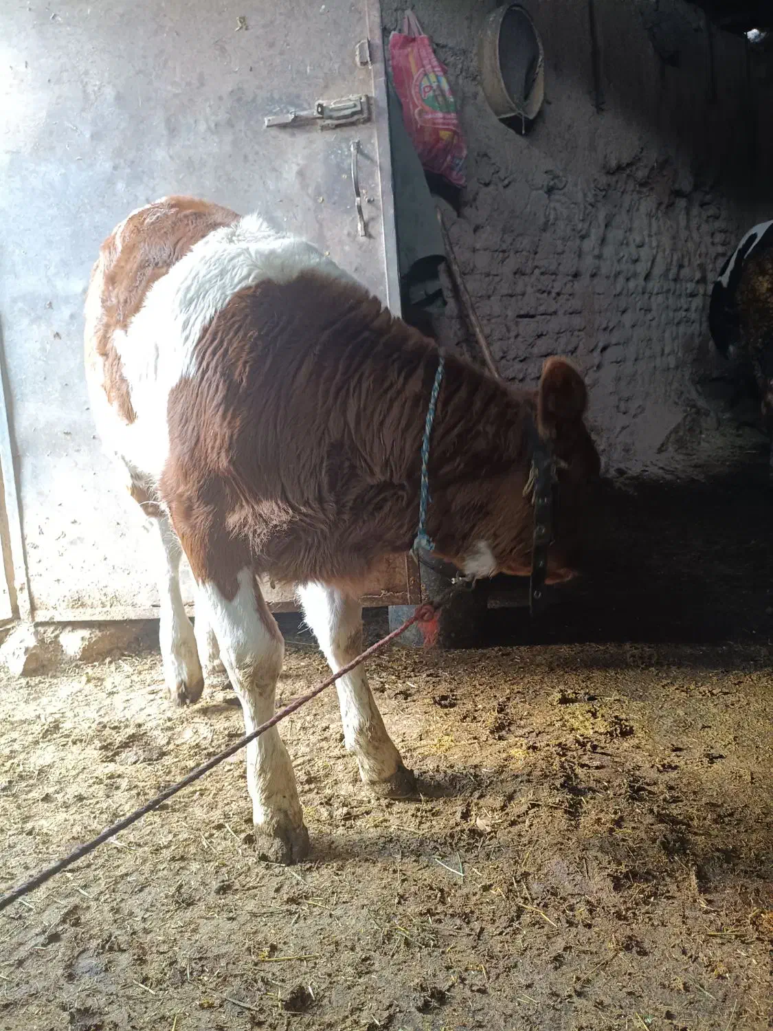 گاو گوساله سیمینتال|حیوانات مزرعه|سنقر, |دیوار