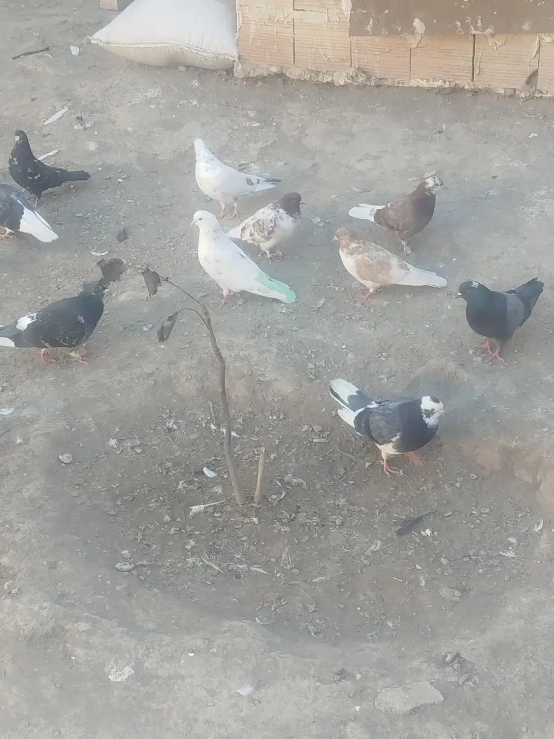 کبوتر پرشی|پرنده|شبستر, |دیوار