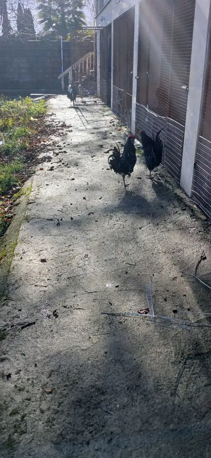 خروس گلین ومرغ|حیوانات مزرعه|کلاچای, |دیوار