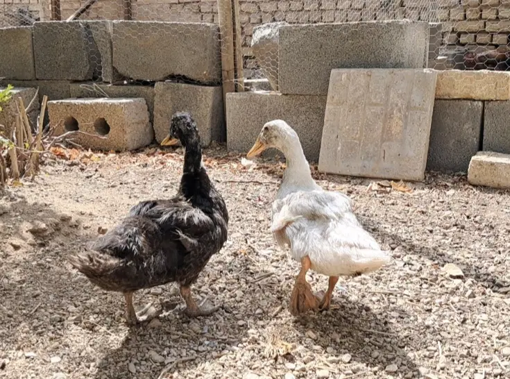 اردک|حیوانات مزرعه|مبارکه, |دیوار
